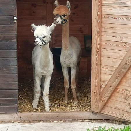 Malinowy Gaj - Agroturystyka Z Alpakami I Innymi Zwierzetami Swietajno  Exteriör bild