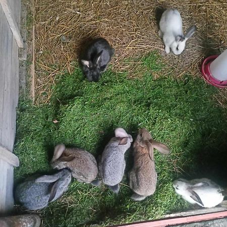 Malinowy Gaj - Agroturystyka Z Alpakami I Innymi Zwierzetami Swietajno  Exteriör bild