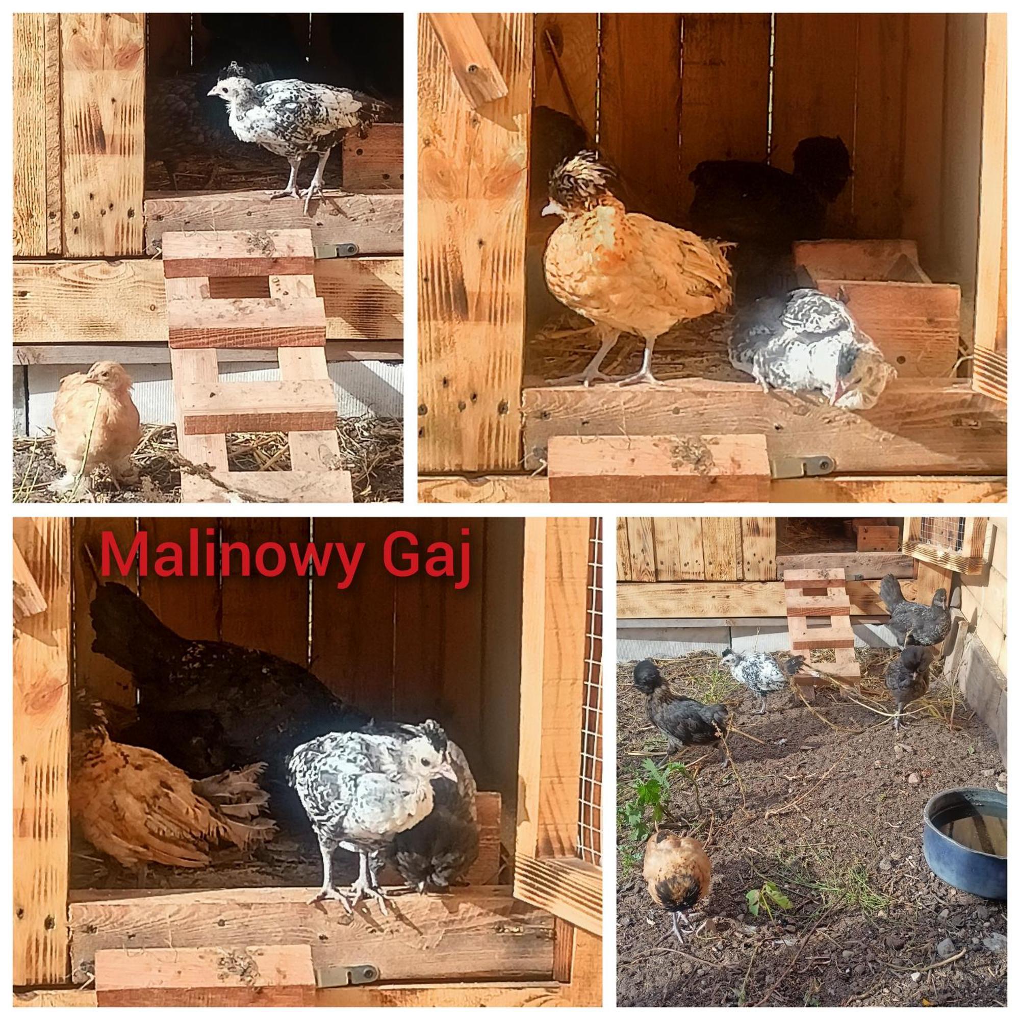 Malinowy Gaj - Agroturystyka Z Alpakami I Innymi Zwierzetami Swietajno  Exteriör bild